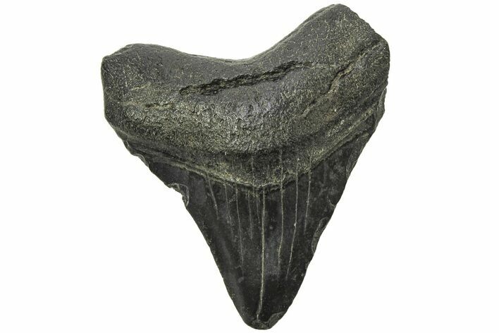 Juvenile Megalodon Tooth - South Carolina #213062